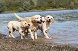 LABRADOR 213